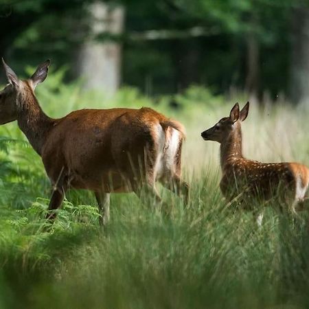Maison Au Milieu Des Bois Et Des Animaux Jouy-le-Potier Kültér fotó