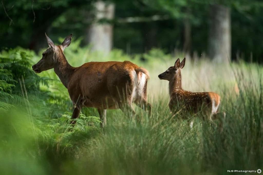Maison Au Milieu Des Bois Et Des Animaux Jouy-le-Potier Kültér fotó
