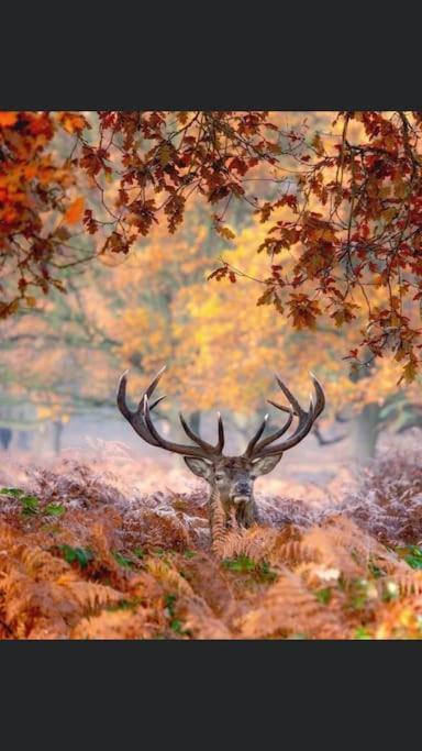 Maison Au Milieu Des Bois Et Des Animaux Jouy-le-Potier Kültér fotó