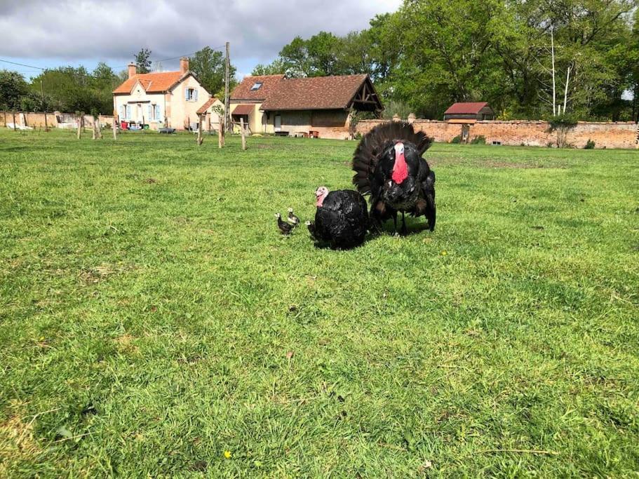 Maison Au Milieu Des Bois Et Des Animaux Jouy-le-Potier Kültér fotó